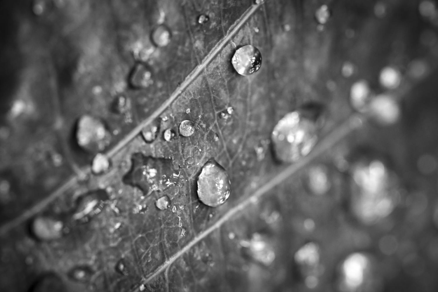 Droppar rinner nerför ett blad